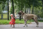 Немецкий дог - фото, описание породы и характер собаки, особ